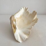Old natural shell holy water font with empty pocket