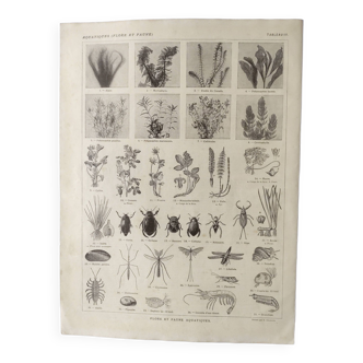 Planche zoologique ancienne de 1922- Flore, faune aquatique • Lithographie, originale