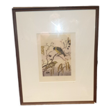 Ornithological engraving