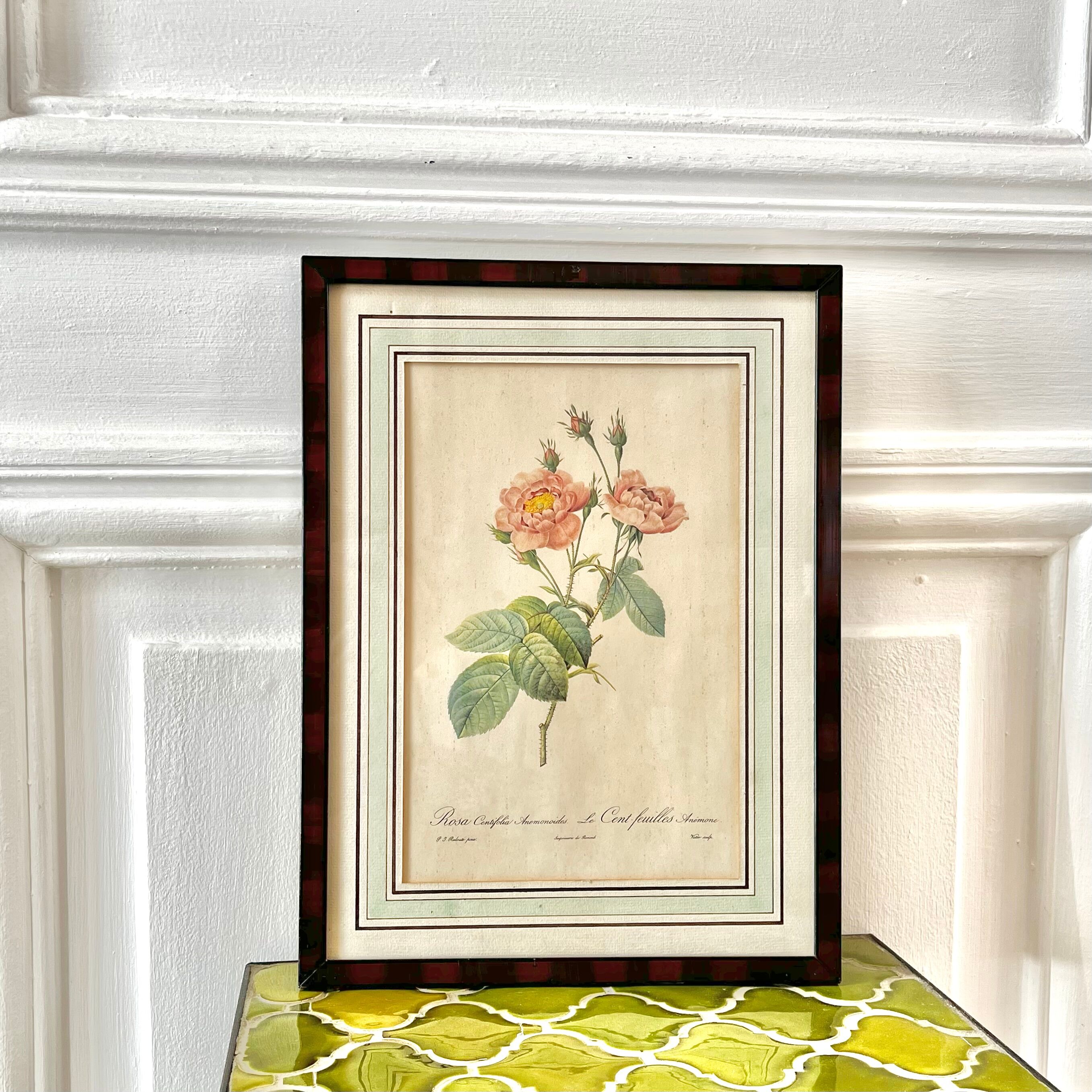 Botanical plate P-J feared Rosa centifolia Anemonoides