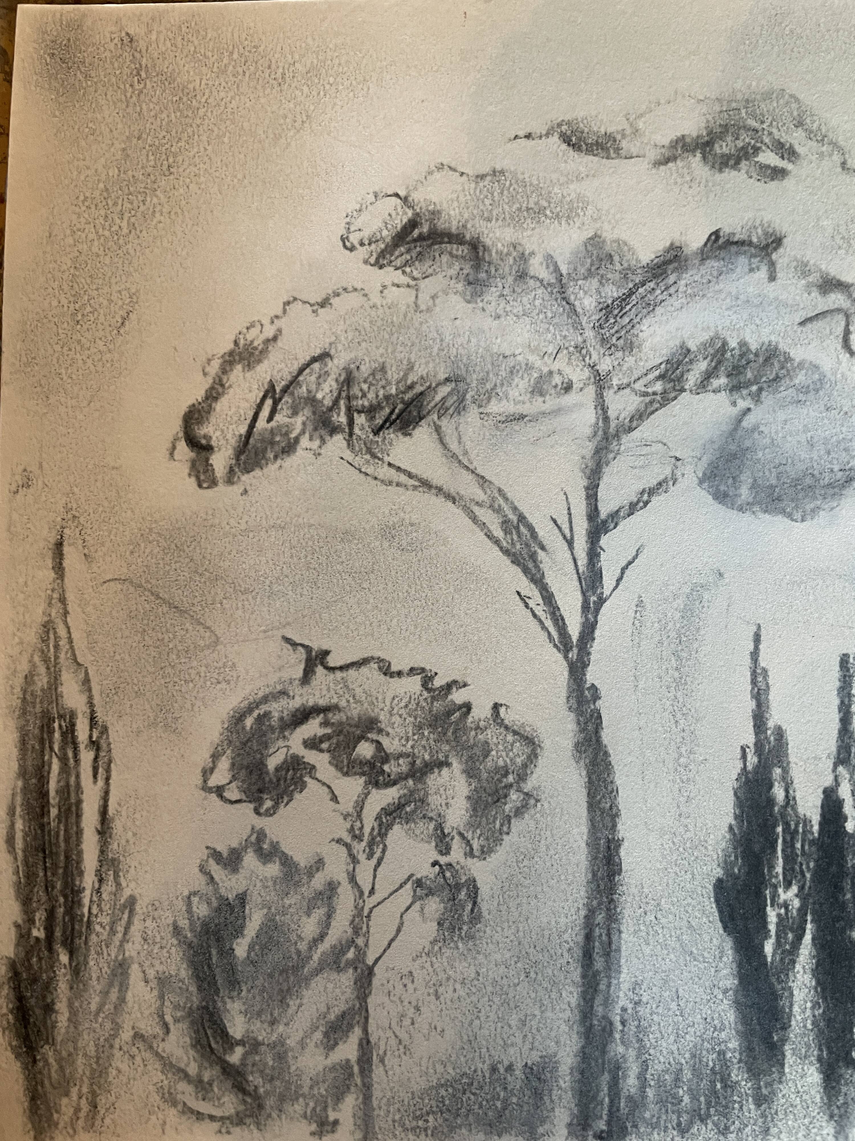 Charcoal painting signed “landscape of Provence” umbrella pines