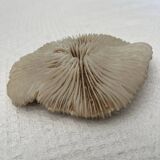 Fungia type coral
