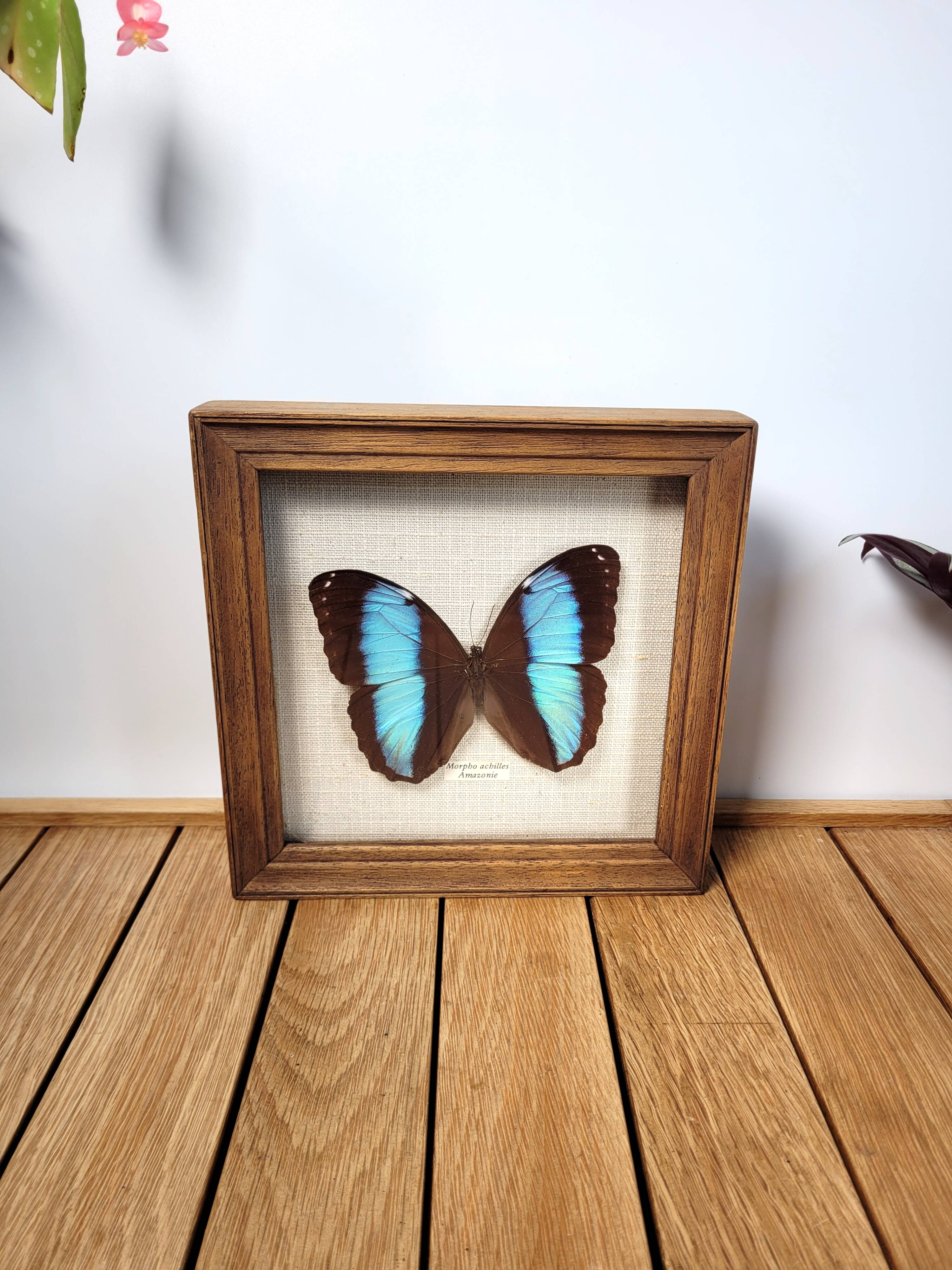 Amazon butterfly frame