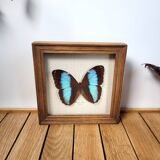 Amazon butterfly frame