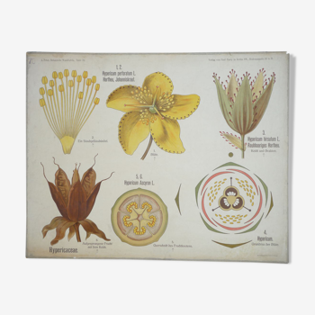 Original botanical study board