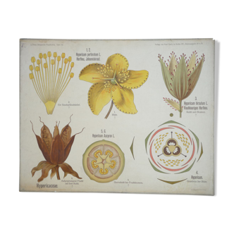 Original botanical study board