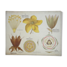 Planche étude botanique originale