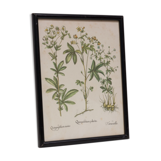 Reproduction botanique