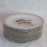 Lot of fish plates