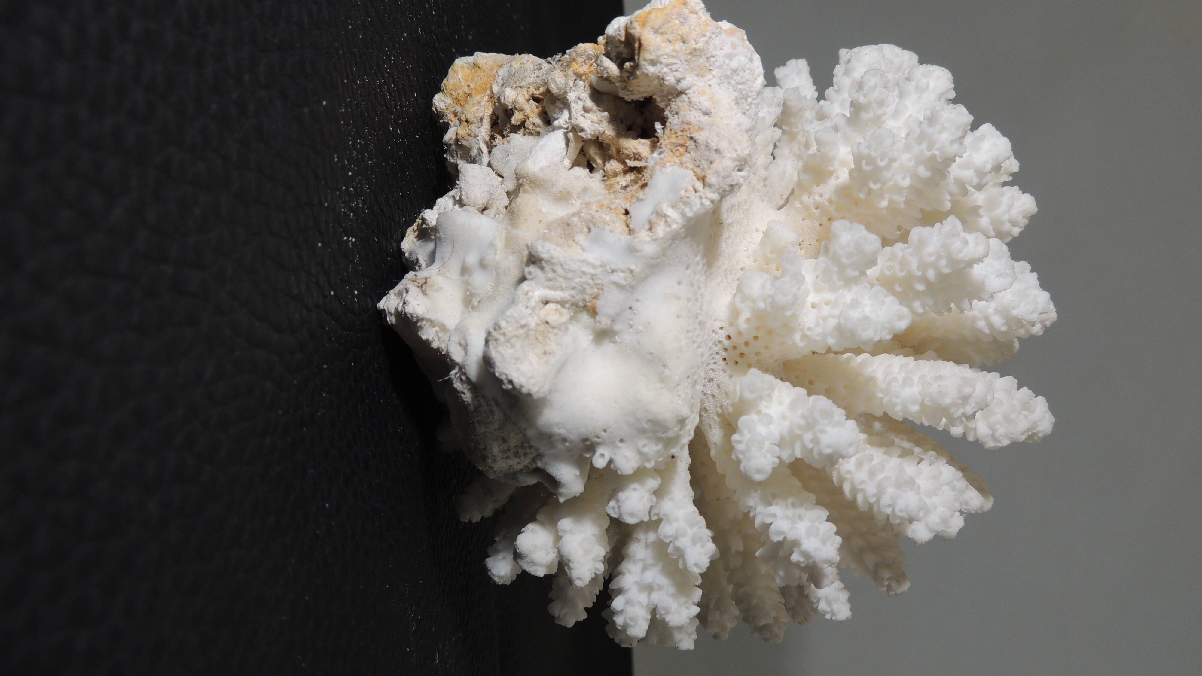 Sea coral cluster white/vintage