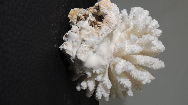 Corail de mer cluster blanc /vintage