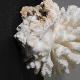 Sea coral cluster white/vintage