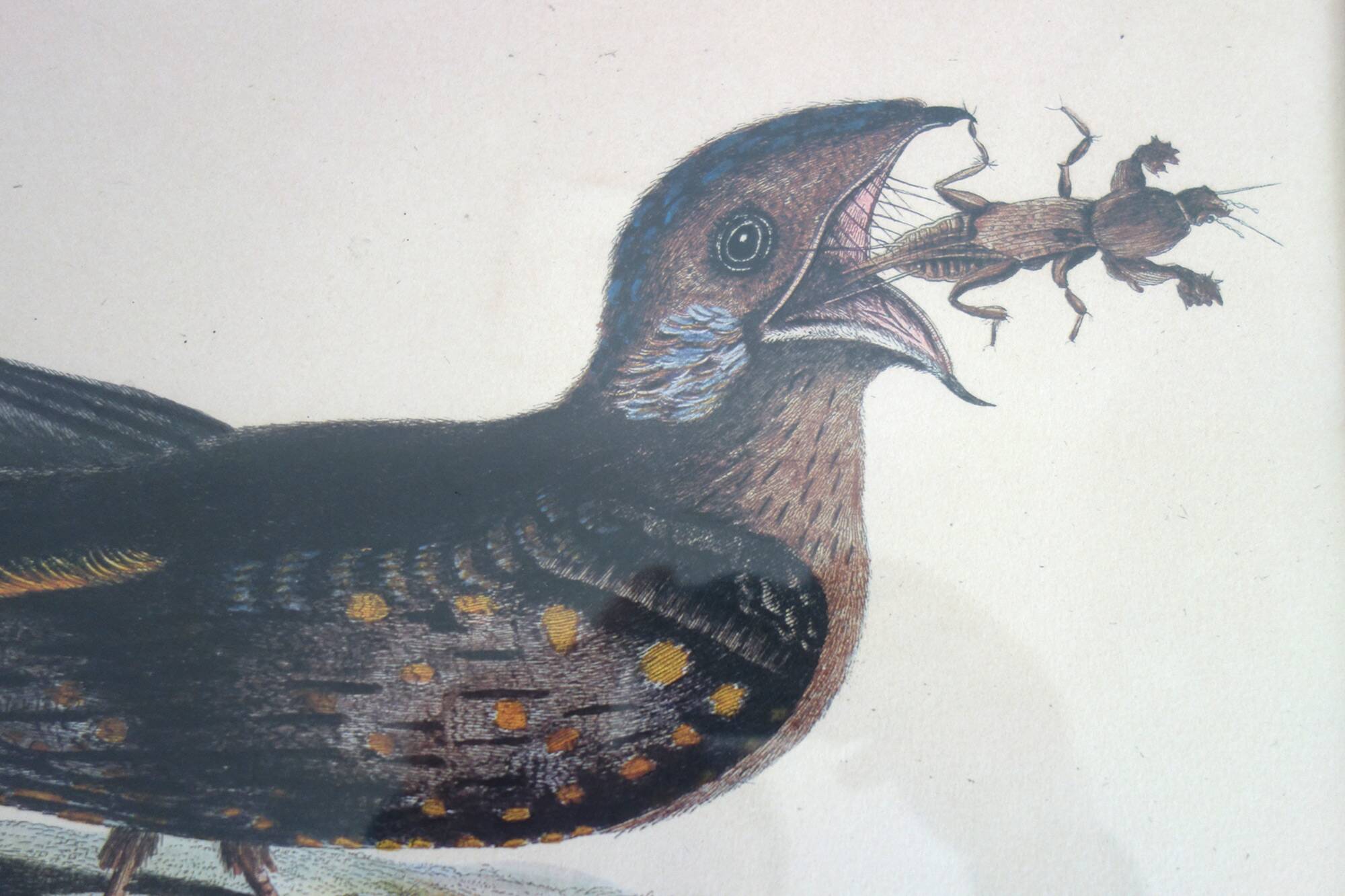 2 plates of ornithological bird engravings