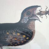 2 plates of ornithological bird engravings