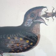 2 planches gravures ornithologiques oiseaux
