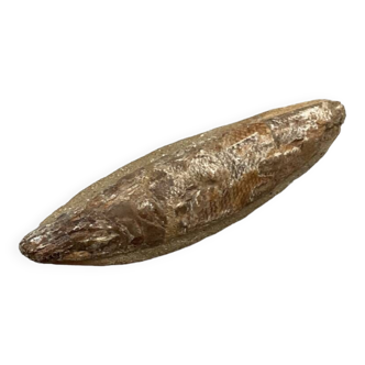 Small fossil fish from Brazil
