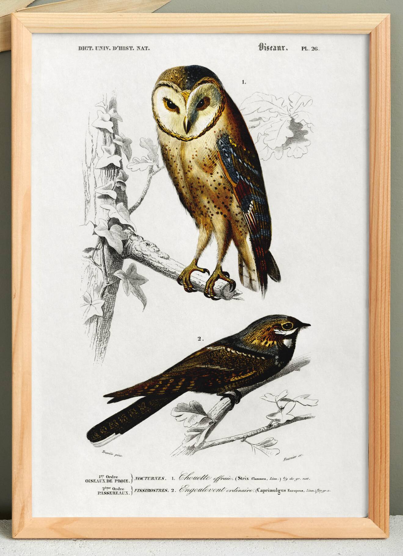 Poster about the barn owl and the nightjar, based on an engraving