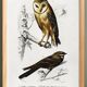 Poster about the barn owl and the nightjar, based on an engraving