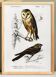 Poster about the barn owl and the nightjar, based on an engraving