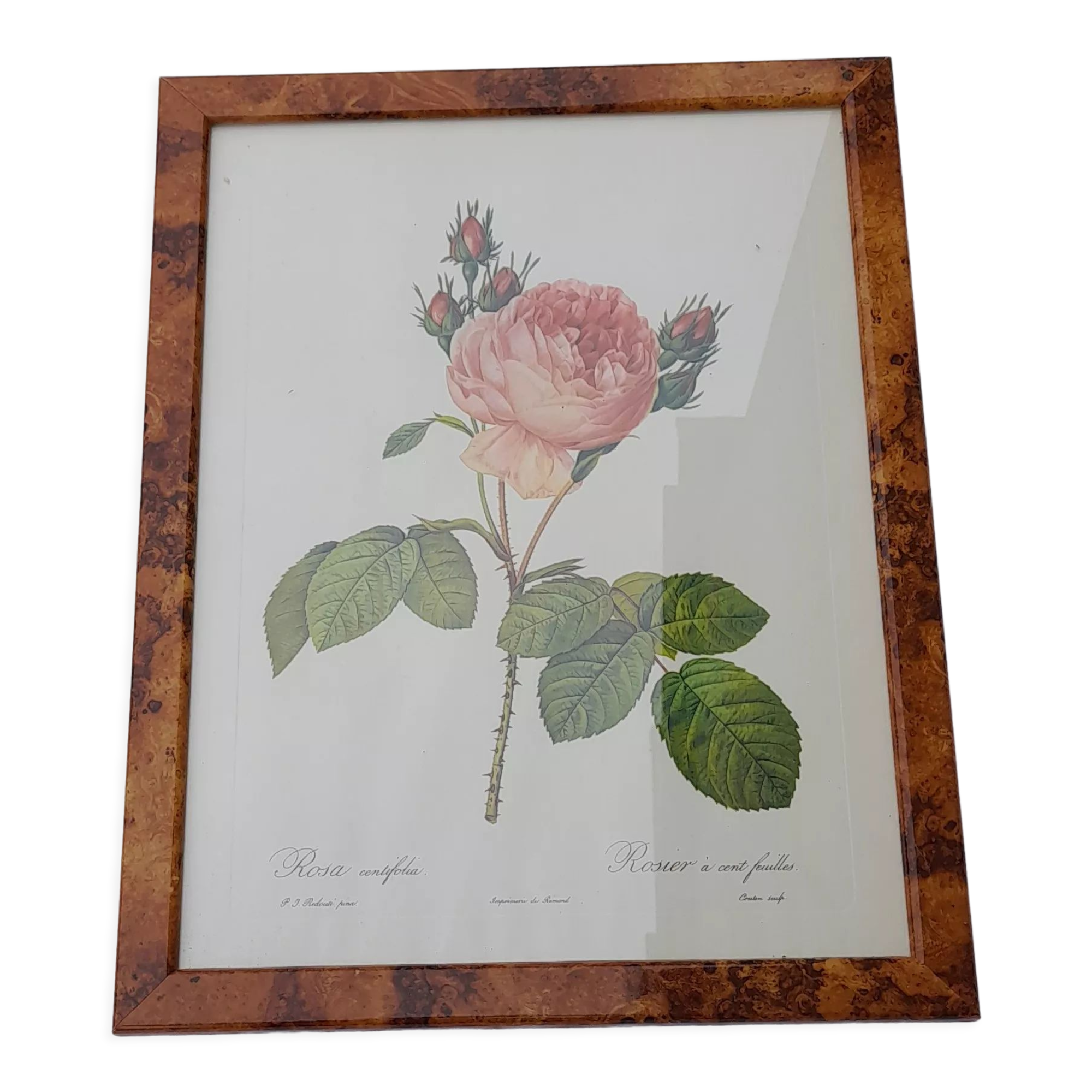 Botanical poster P. J. Redouté Pinx Rosa Centifolia Hundred-leaved rose De Rémont 44 X 34 cm