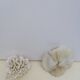 Corail coraux