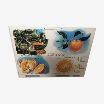 Planche éducative l’orange collection comptoir de famille vintage