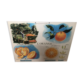 Educational board orange vintage family counter collection