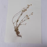 Set of 6 herbarium boards No.1