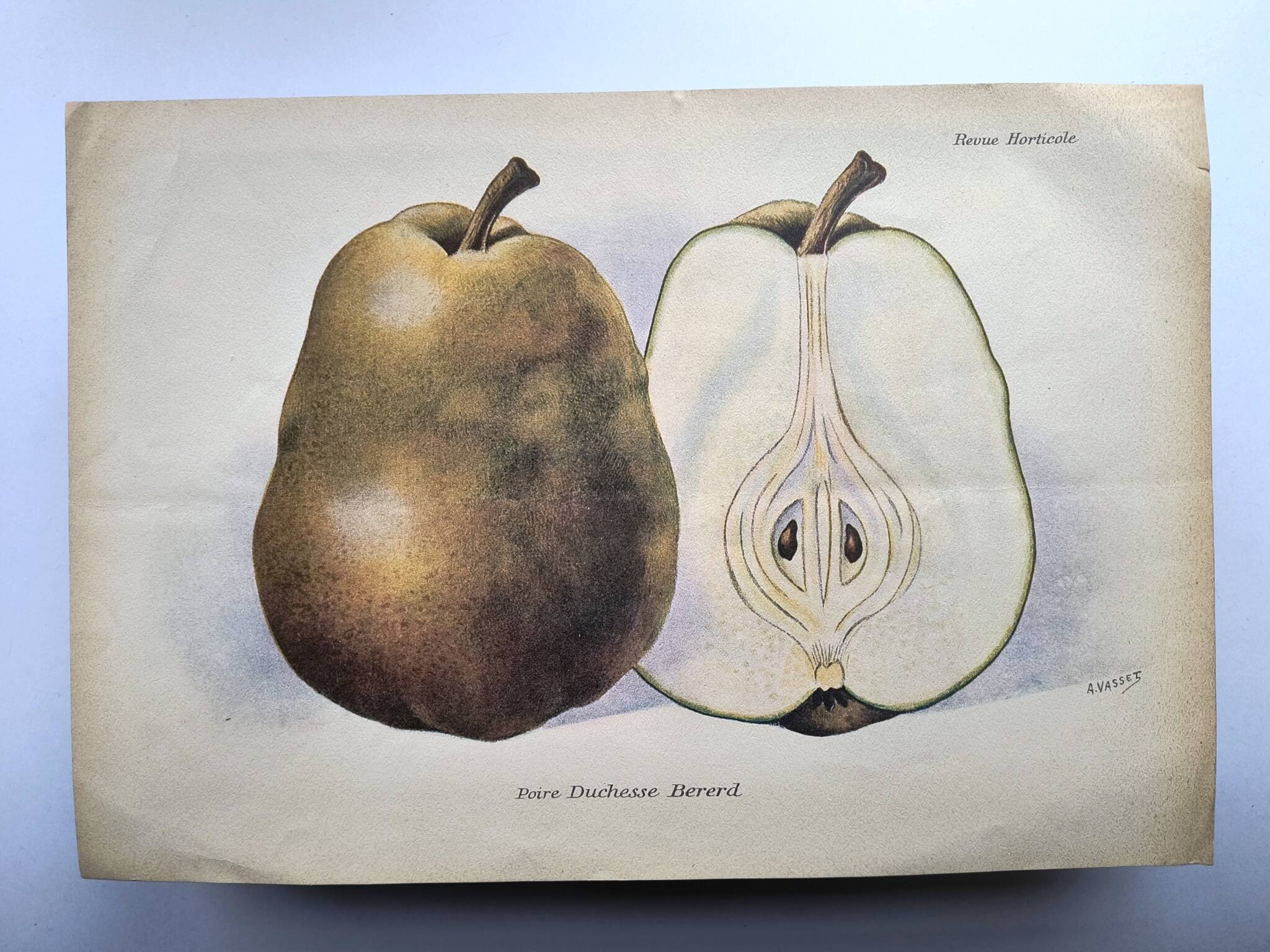 Antique botanical engraving from 1922 by A.Vasset • Duchess pear • fruit