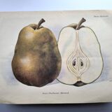 Antique botanical engraving from 1922 by A.Vasset • Duchess pear • fruit