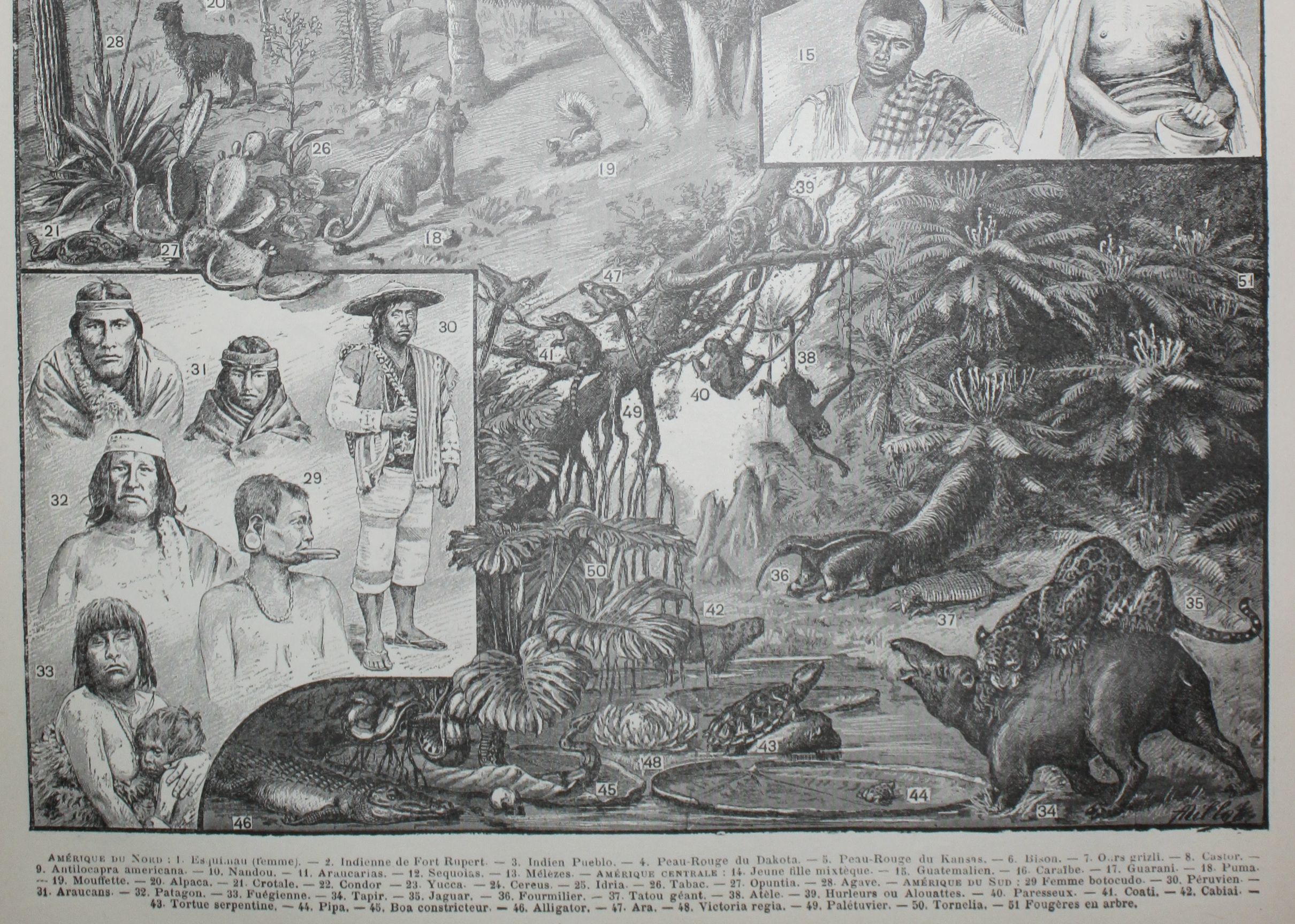 Engraving • America, tribe, fauna and flora • Original lithograph of 1898