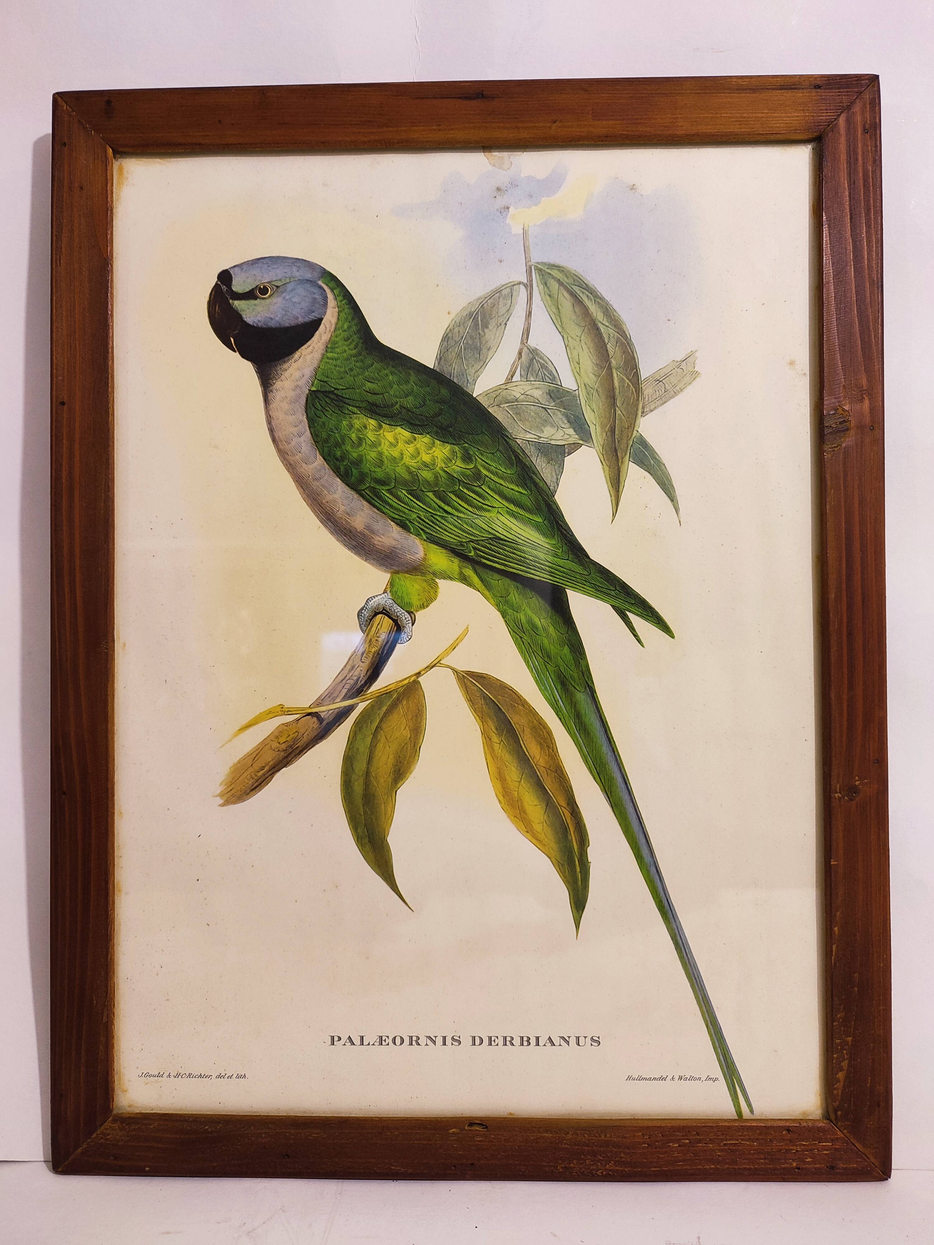 Gould lithograph enhanced Main Palaeornis Derbianus