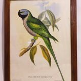 Gould lithograph enhanced Main Palaeornis Derbianus