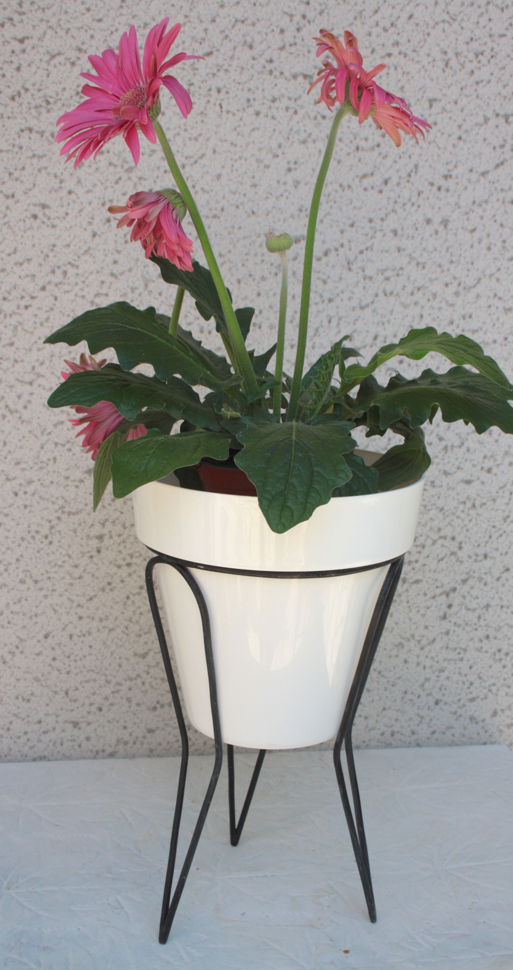 Support for plants duo 50s, 60s