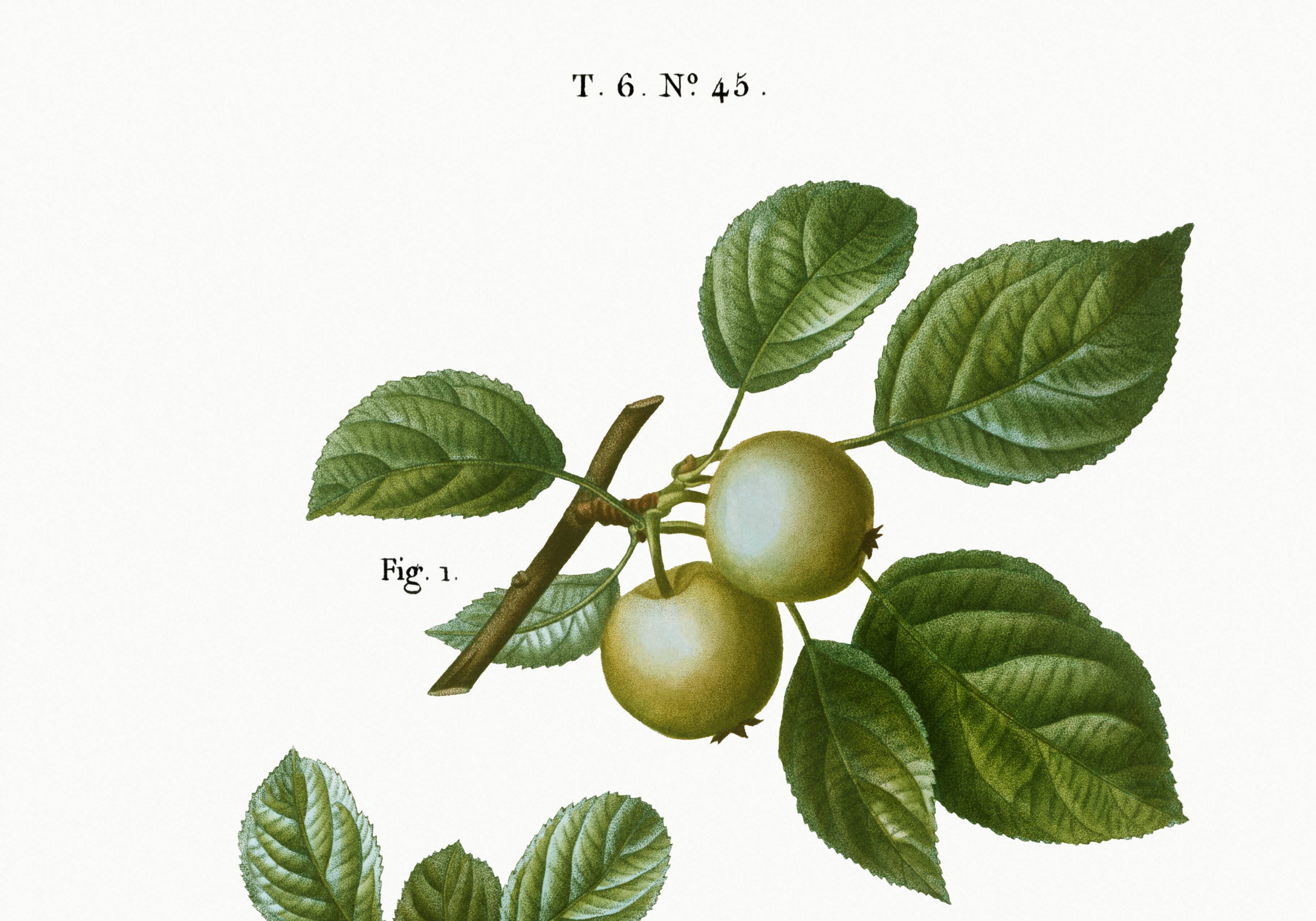 Poster about the wild apple tree, based on an old engraving from 1802