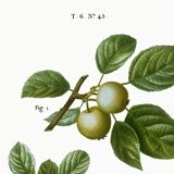 Poster about the wild apple tree, based on an old engraving from 1802