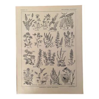 Lithographie sur les plantes aromatiques et mellifères - 1920