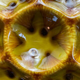 Oyster plates, set of six, earthenware, Gien