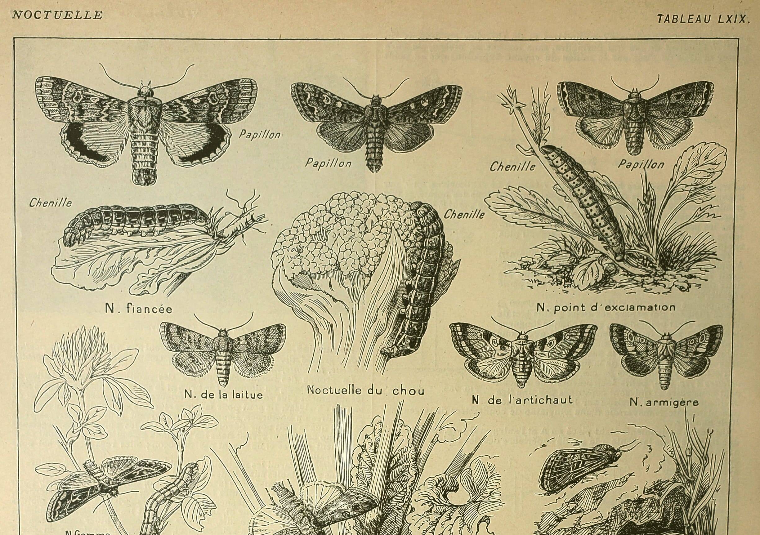 Vintage lithograph 1921. De Dessertenne - Noctuid and butterfly. Engraving