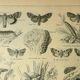 Vintage lithograph 1921. De Dessertenne - Noctuid and butterfly. Engraving