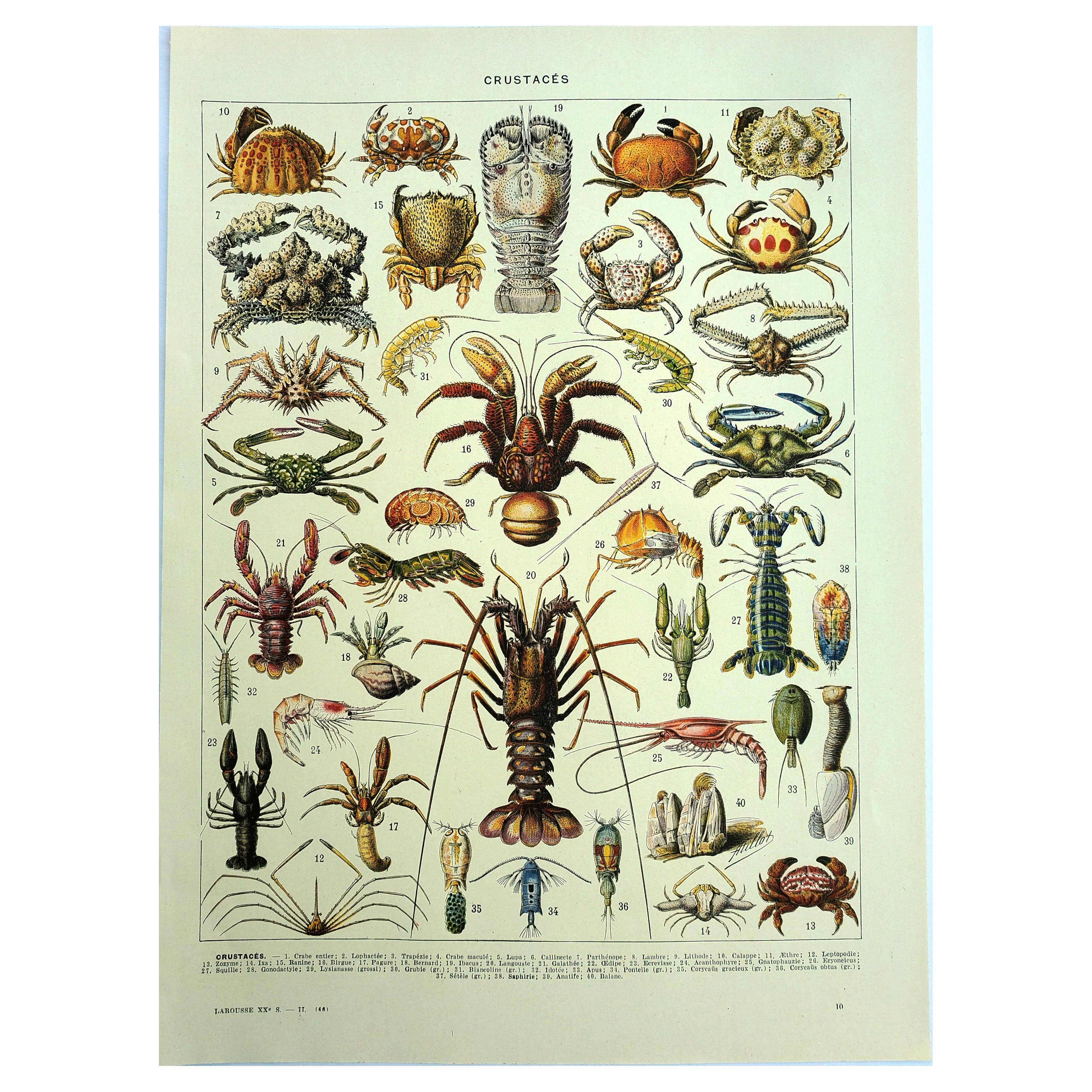 Old engraving 1928 - Crustaceans by A. Millot. Plate sea, beach, ocean.
