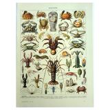 Old engraving 1928 - Crustaceans by A. Millot. Plate sea, beach, ocean.