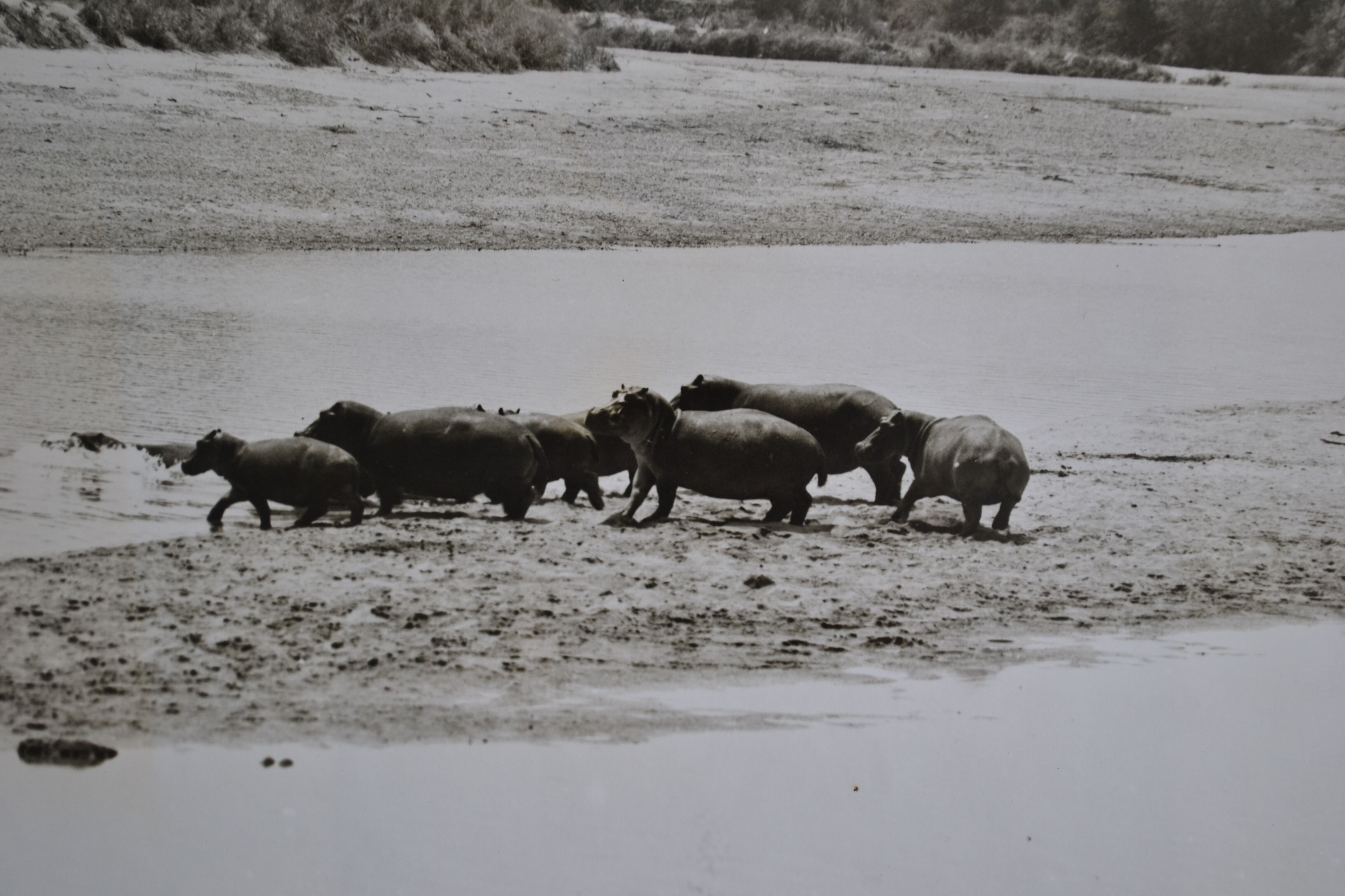Anonymous silver photo hippopotamus africa circa 1970