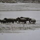 Anonymous silver photo hippopotamus africa circa 1970