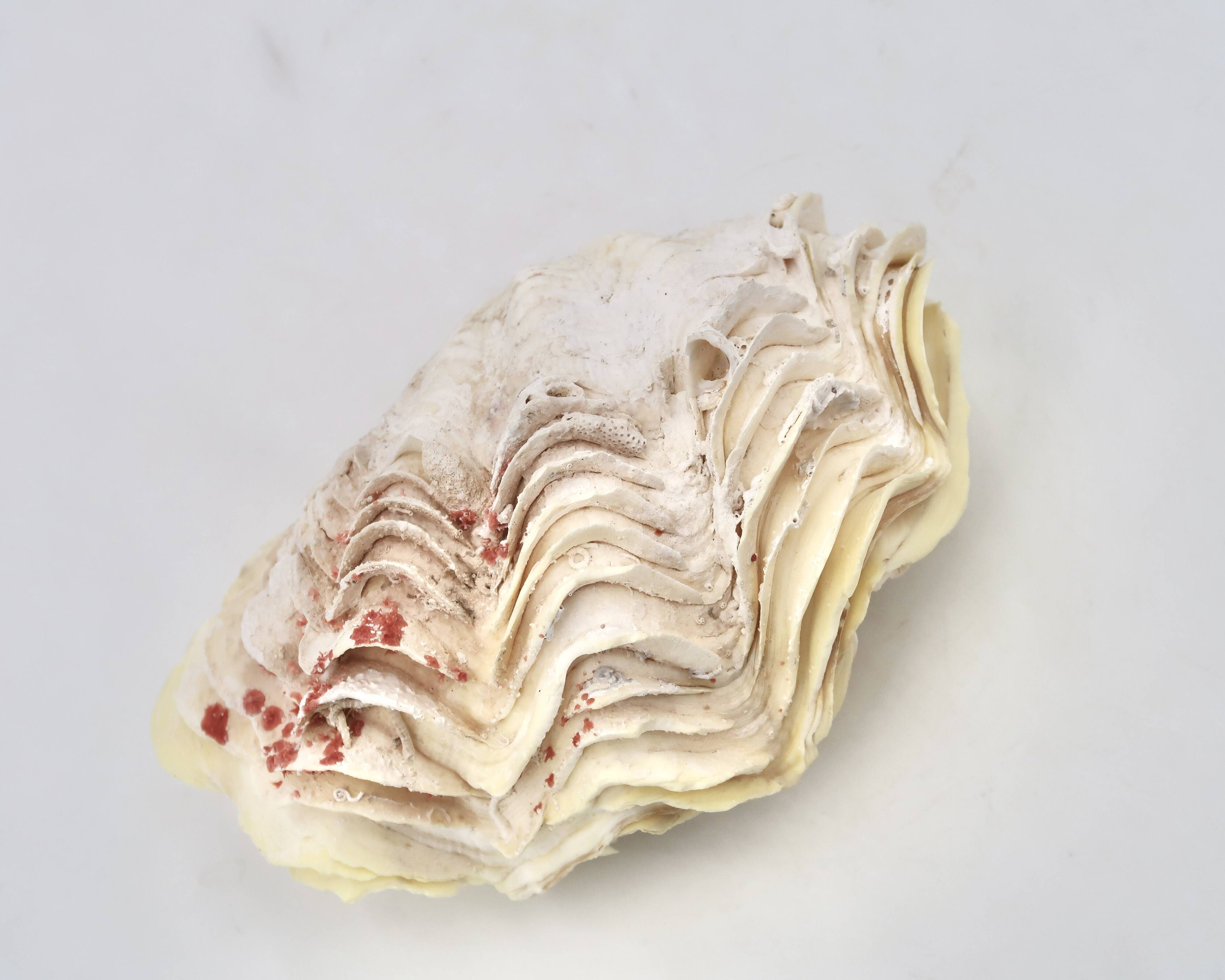 Natural white shell vide poche, 1970s.