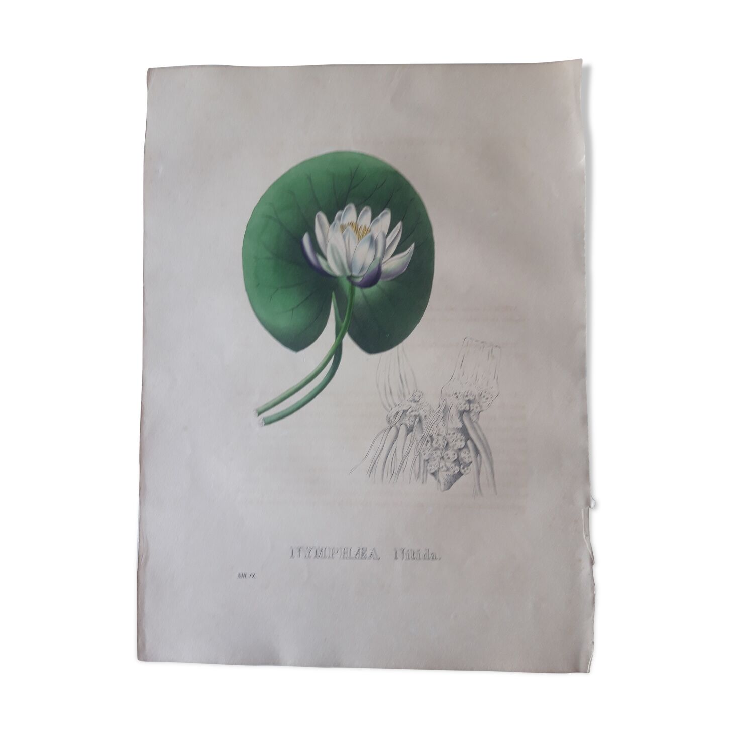 Planche botanique Nymphaea Nitida