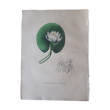 Botany board Nymphaea Nitida