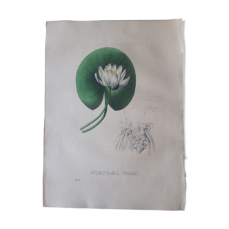 Planche botanique Nymphaea Nitida