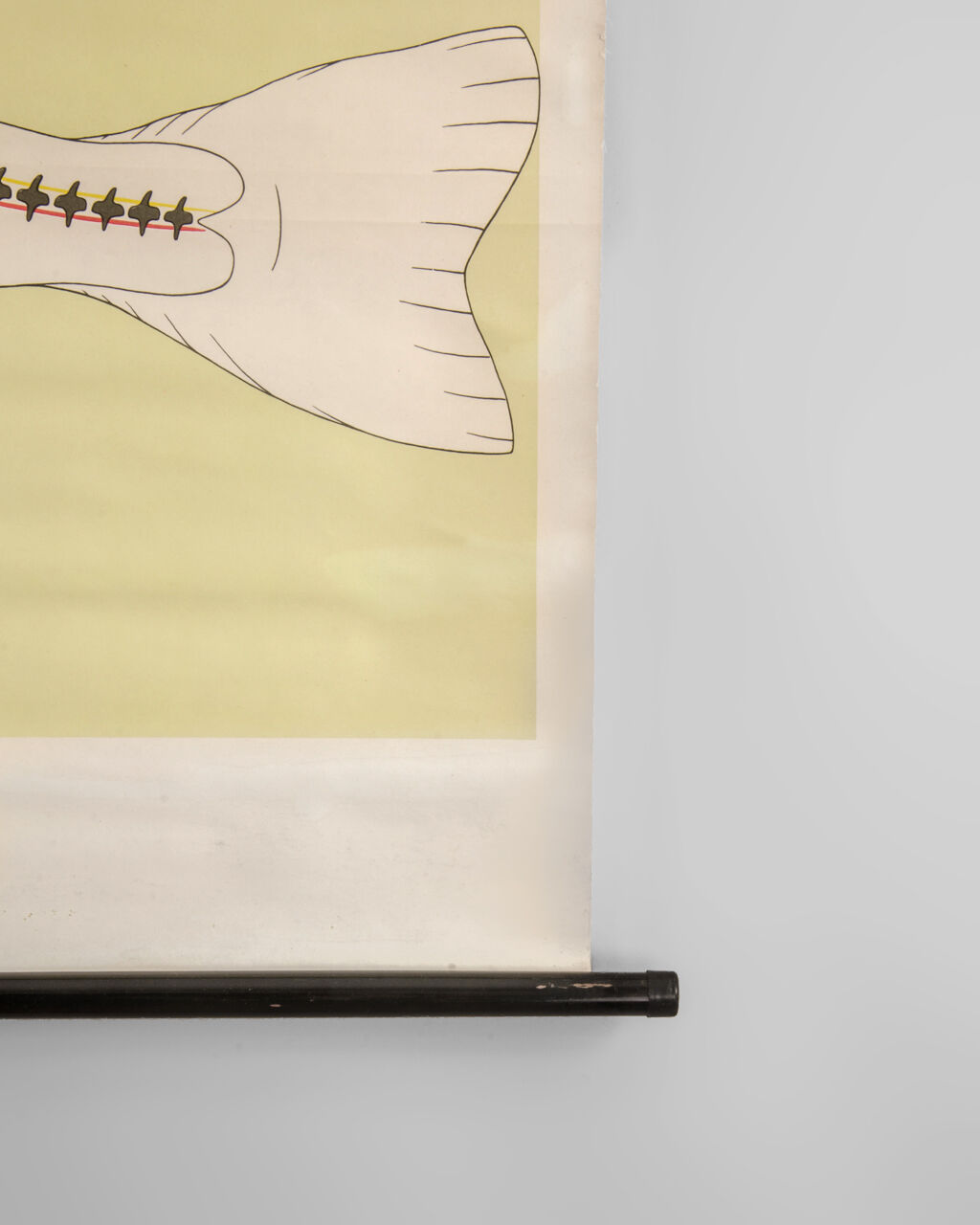 Affiche allemande de biologie marine par Volk Und Wissen Volkseigener Verlag