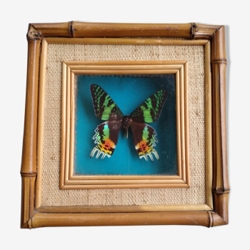 Vintage rattan framed butterfly